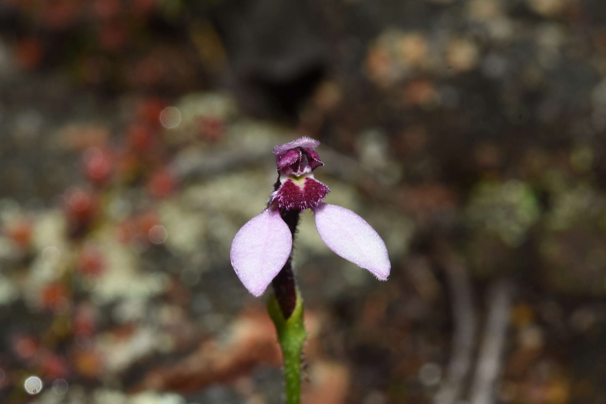 Image of Eriochilus scaber subsp. scaber