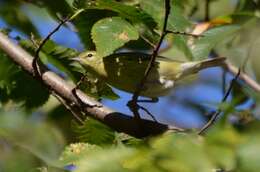 Image of Tennessee Warbler