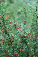 Image of Texas barberry