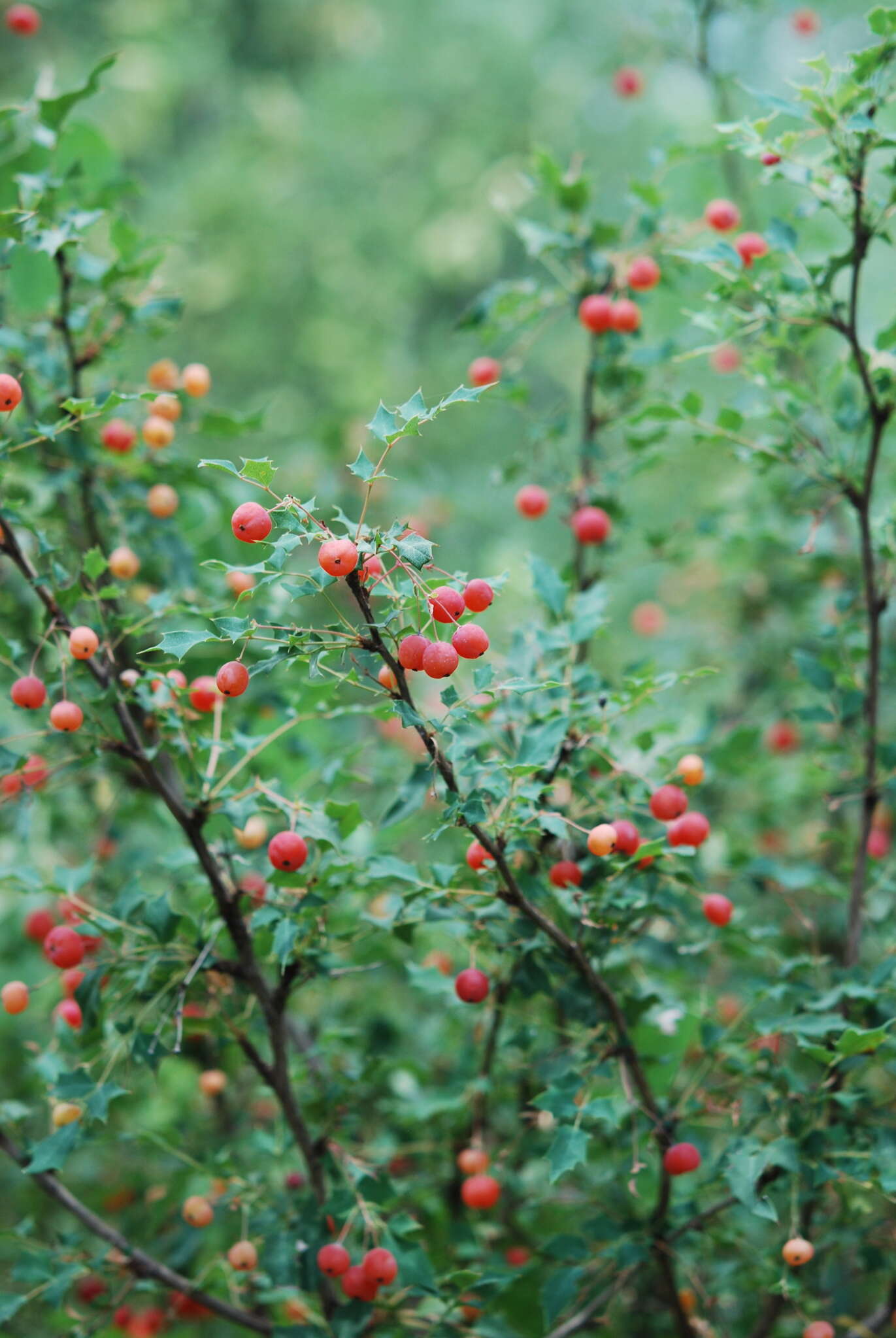 Image of Texas barberry