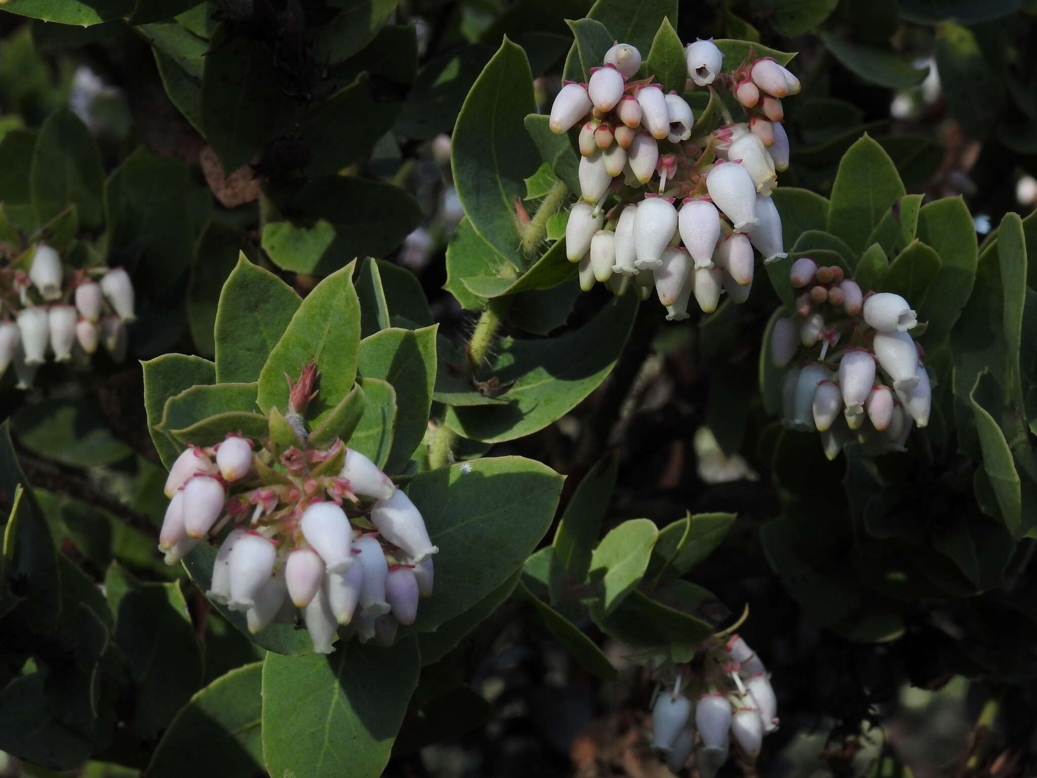 Image of Alameda manzanita