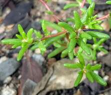 Image of silkcotton purslane