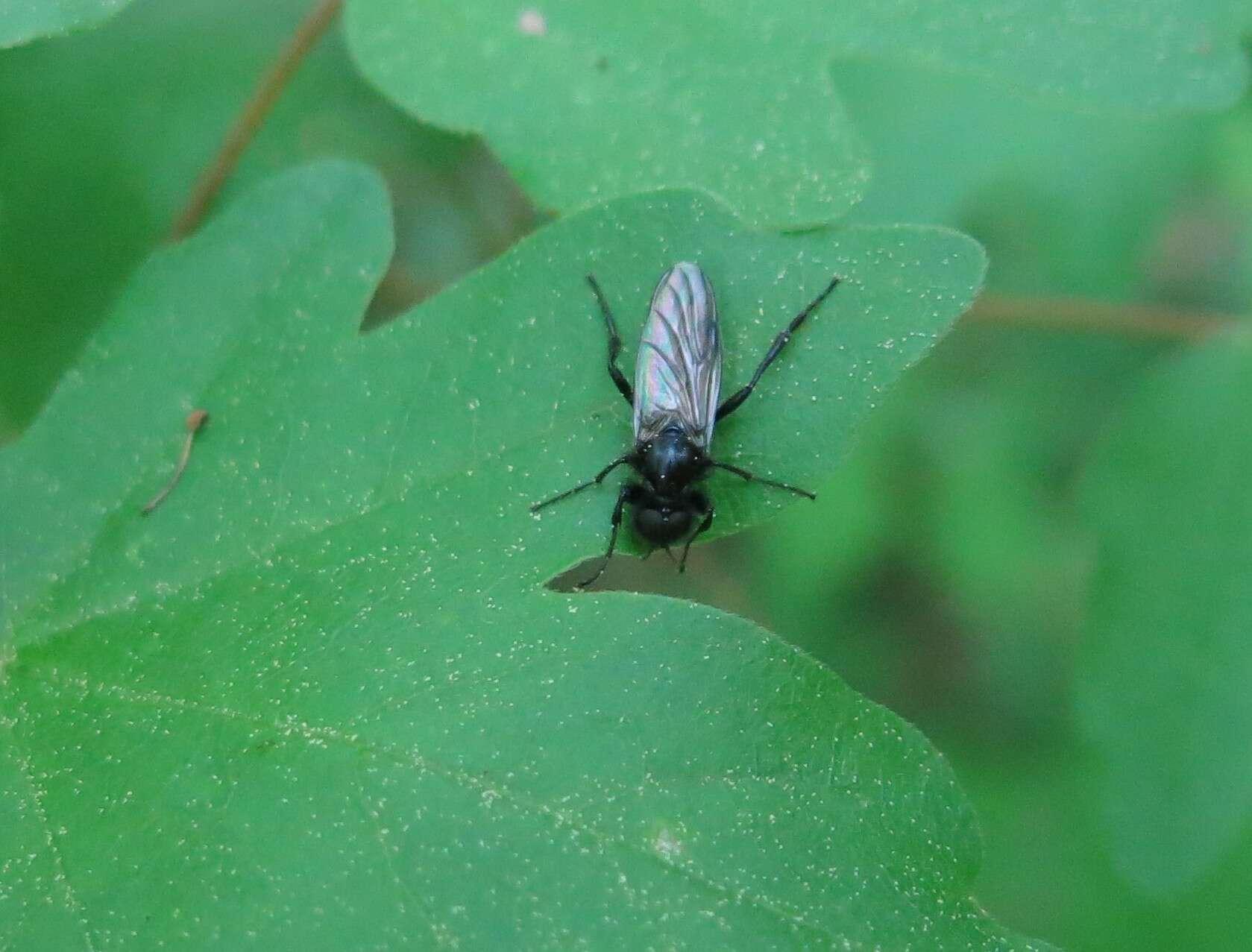 Image of Bibio marci (Linnaeus 1758)