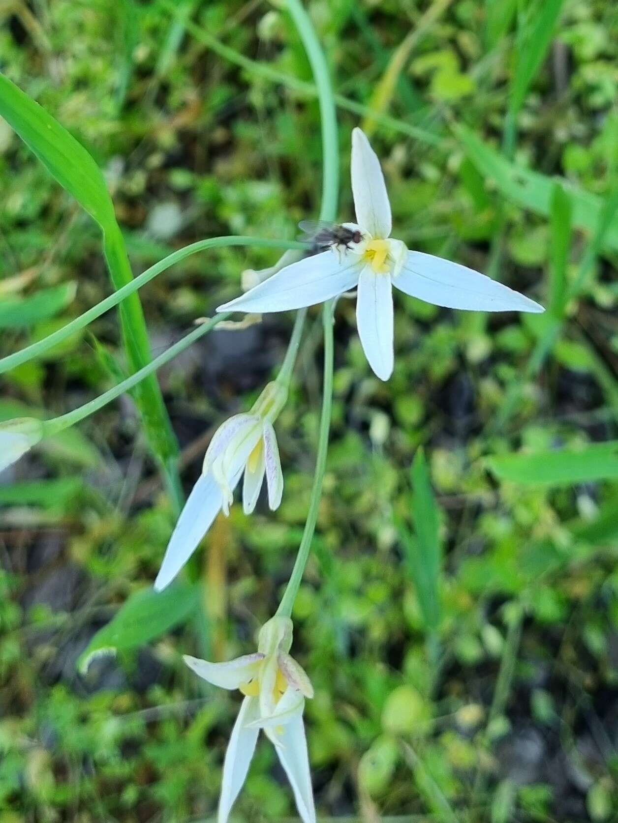 Imagem de Leucocoryne alliacea Lindl.