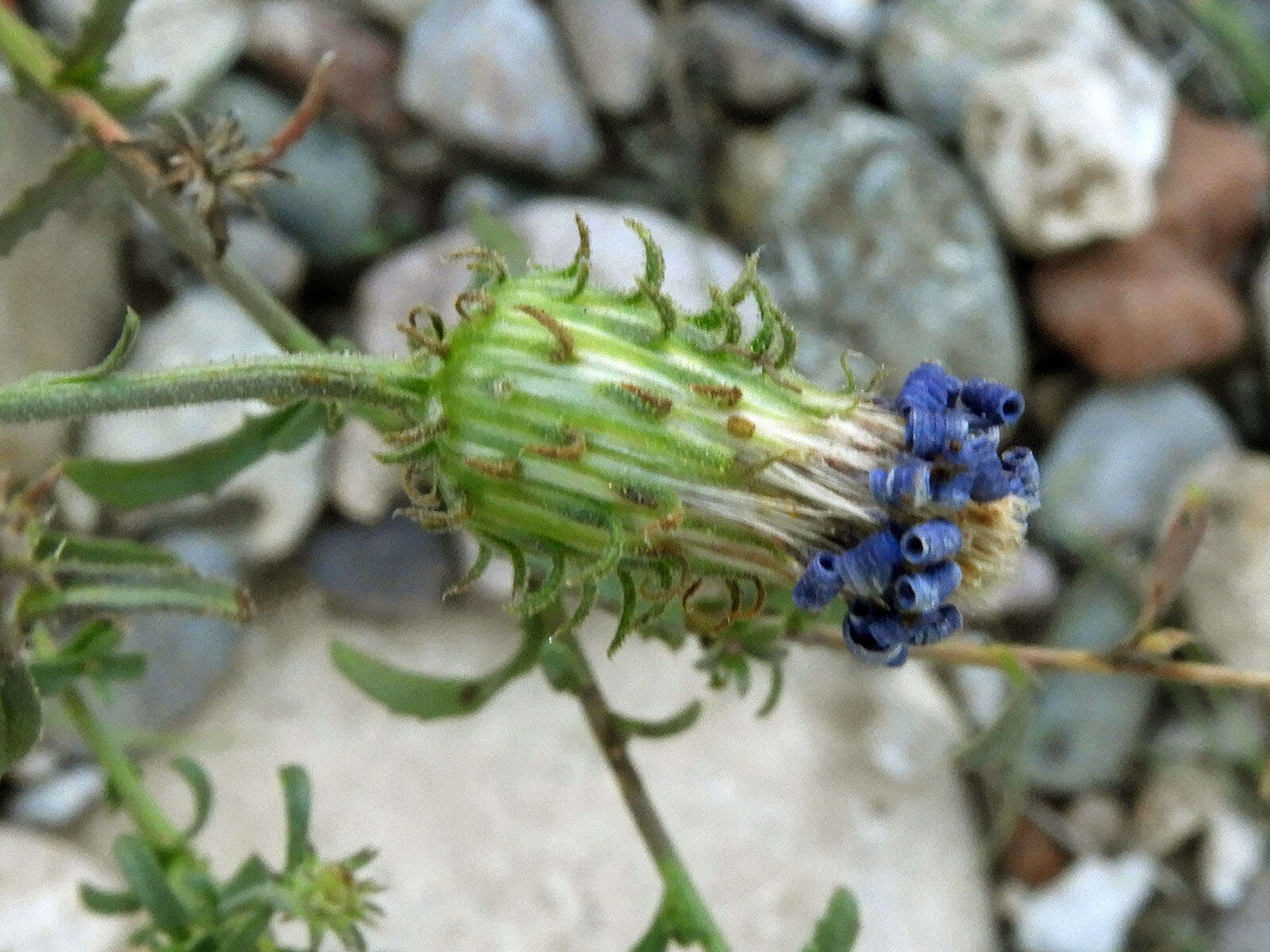 Image de Dieteria asteroides Torr.