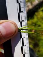 Image of Three-fruit sedge