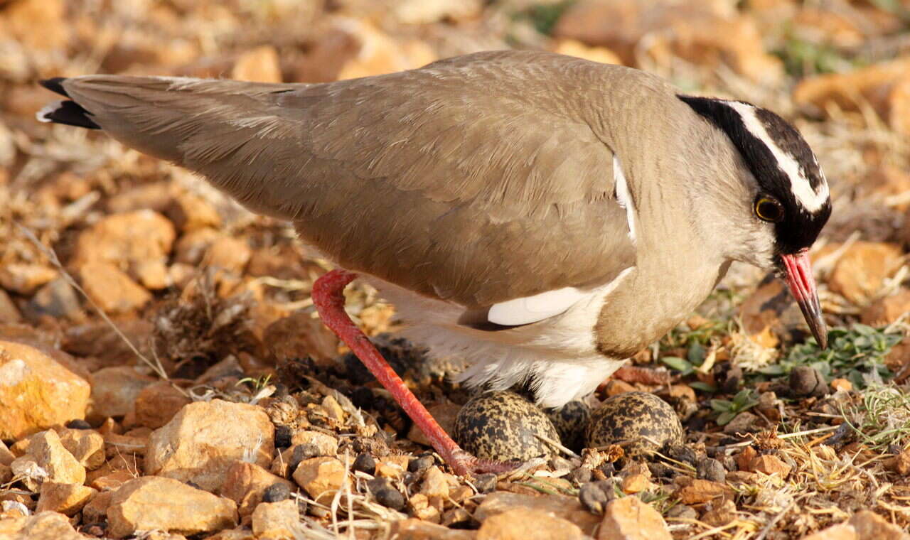 صورة Vanellus coronatus (Boddaert 1783)