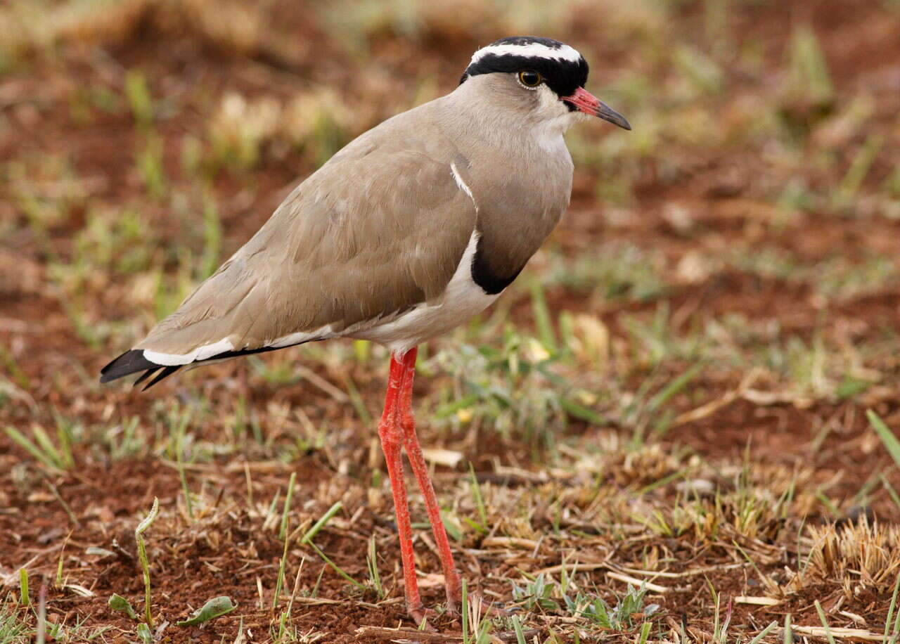 Image of Crowned Lapwing