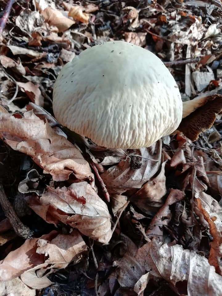 Image de Agrocybe rivulosa Nauta 2003