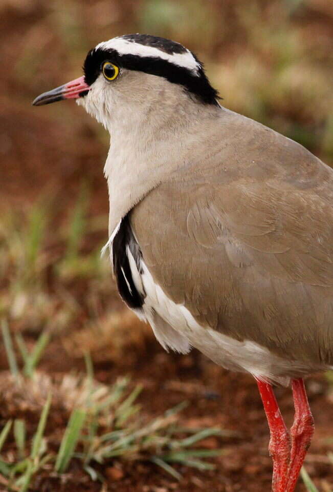 Image of Crowned Lapwing