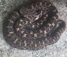 Image of Slender Hognose Viper