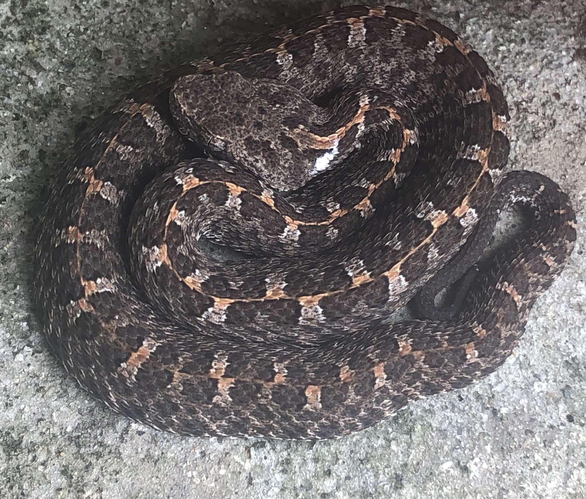 Image of Slender Hognose Viper