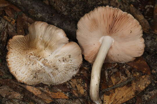 Image of Pluteus ephebeus (Fr.) Gillet 1876