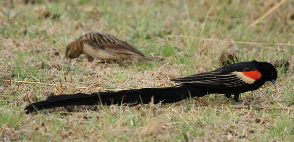 Image of Long-tailed Whydah