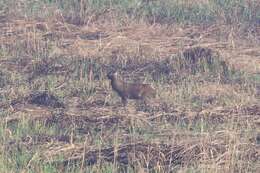 Image of Eld’s deer