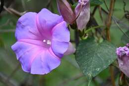 Image of Ipomoea orizabensis var. austromexicana J. A. Mc Donald