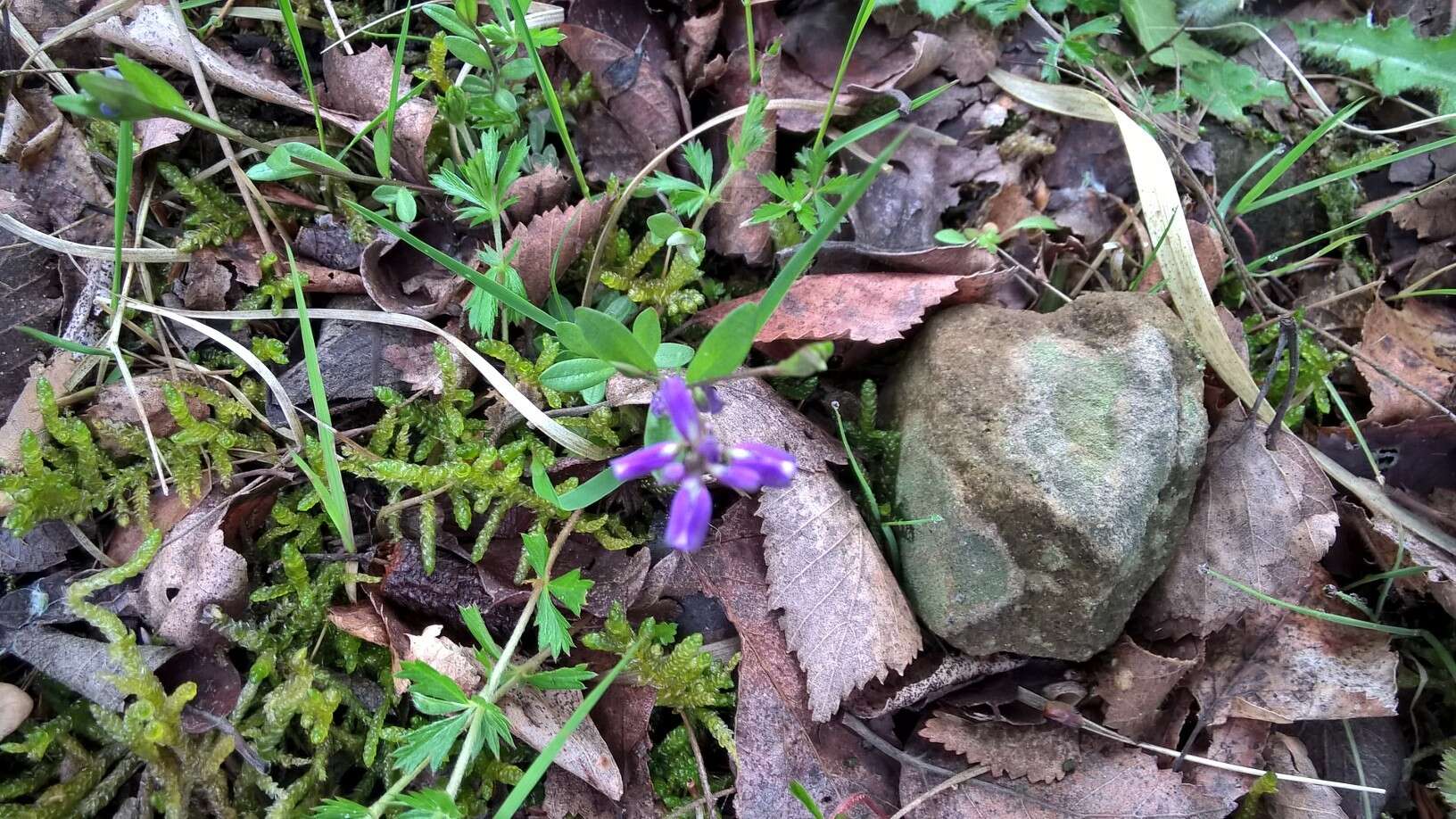 Image of Polygala serpyllifolia J. A. C. Hose