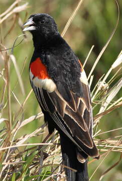 Image of Long-tailed Whydah