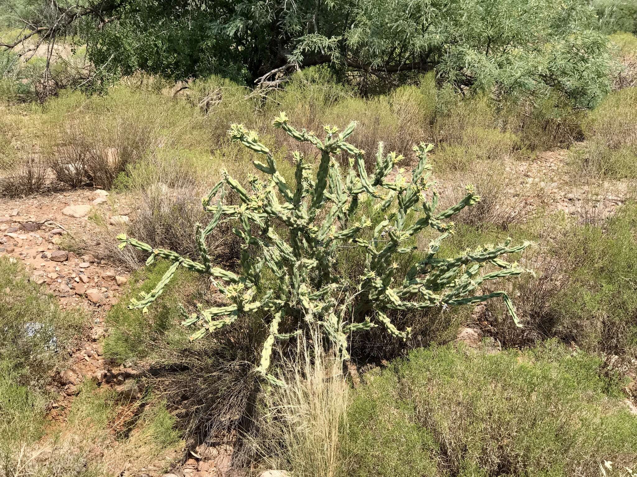 Image of Thornber's buckhorn cholla