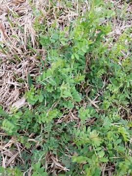 Image of Louisiana vetch