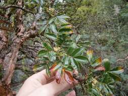 Image of Polylepis australis Bitter