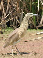 Image of Common Squacco Heron