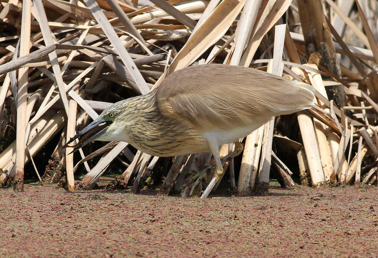 Image of Common Squacco Heron