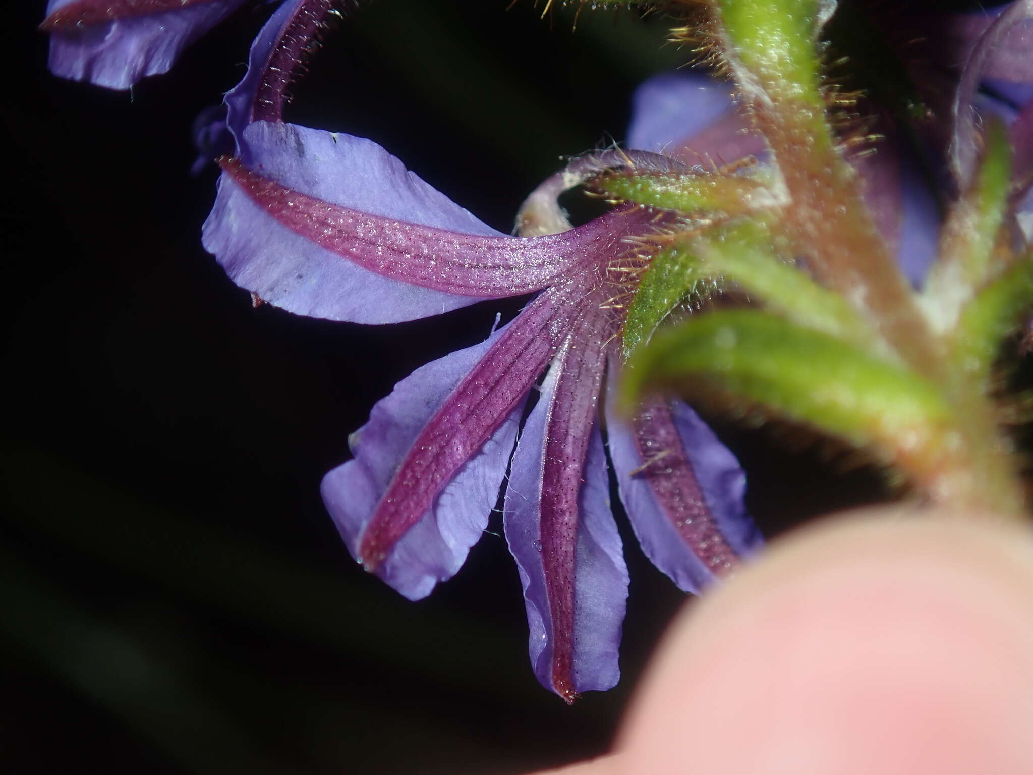 Image of Scaevola glandulifera DC.