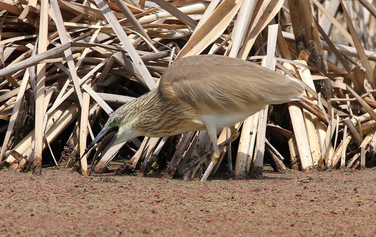 Image of Common Squacco Heron