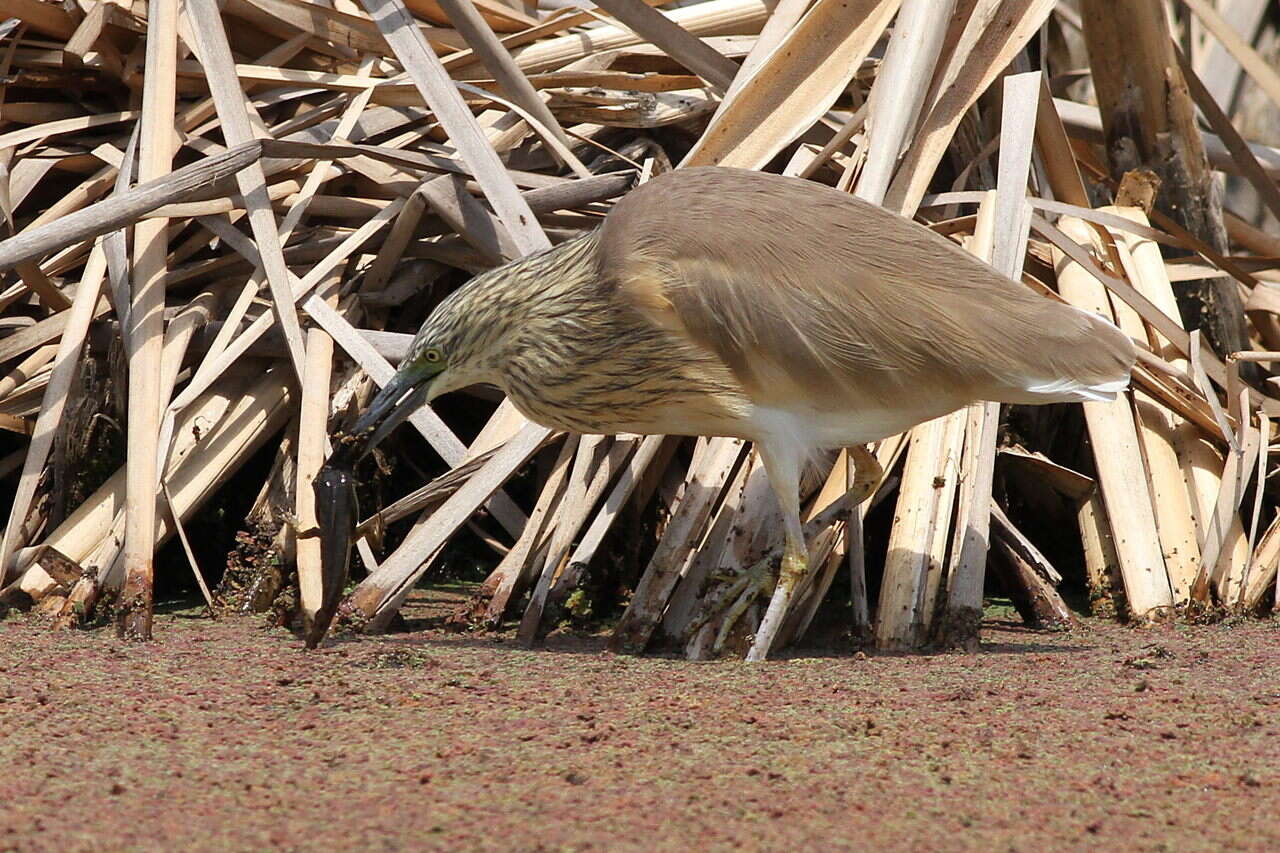 Image of Common Squacco Heron