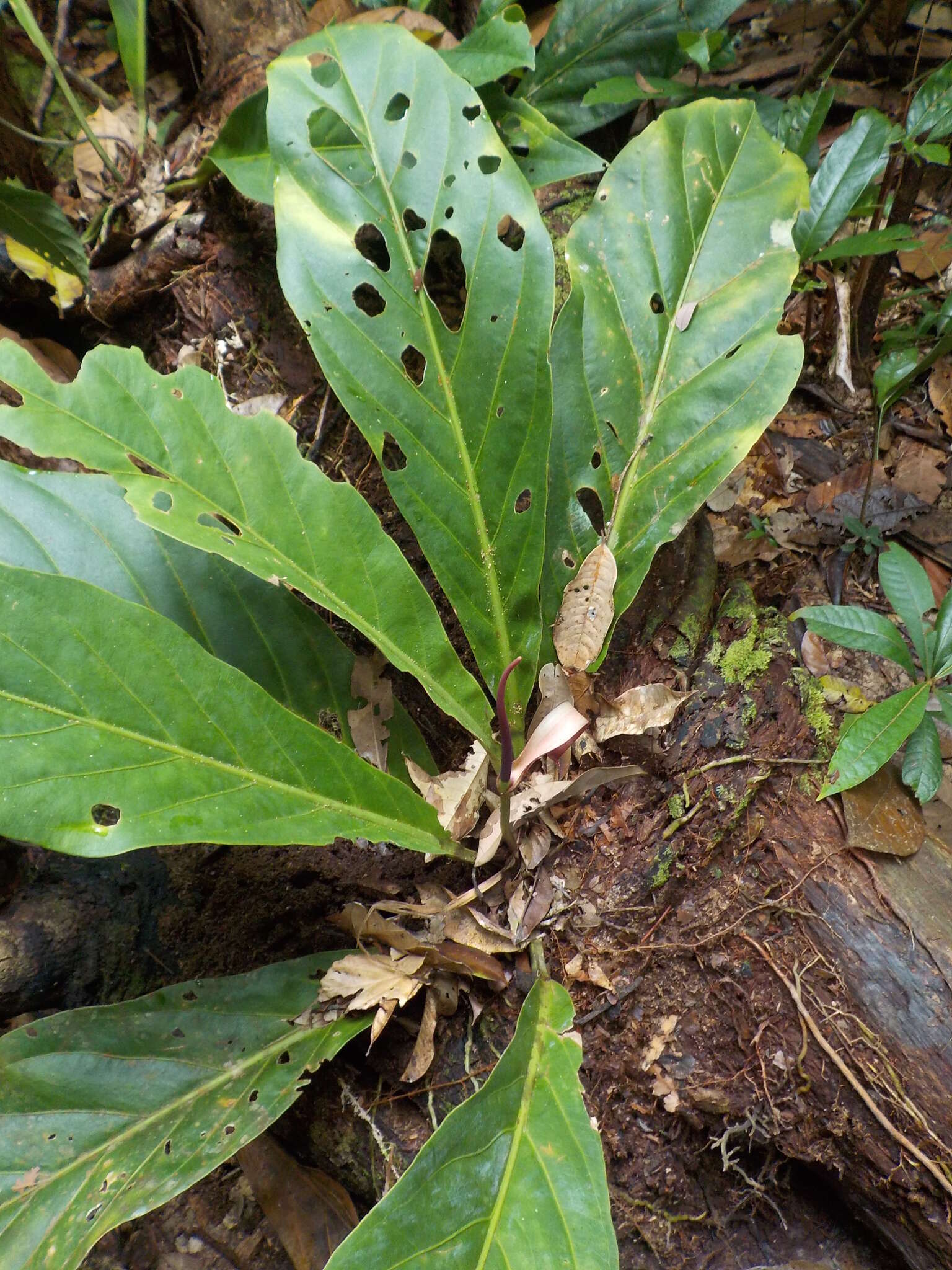 Image of Anthurium bonplandii G. S. Bunting