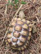 Image of spurred tortoise