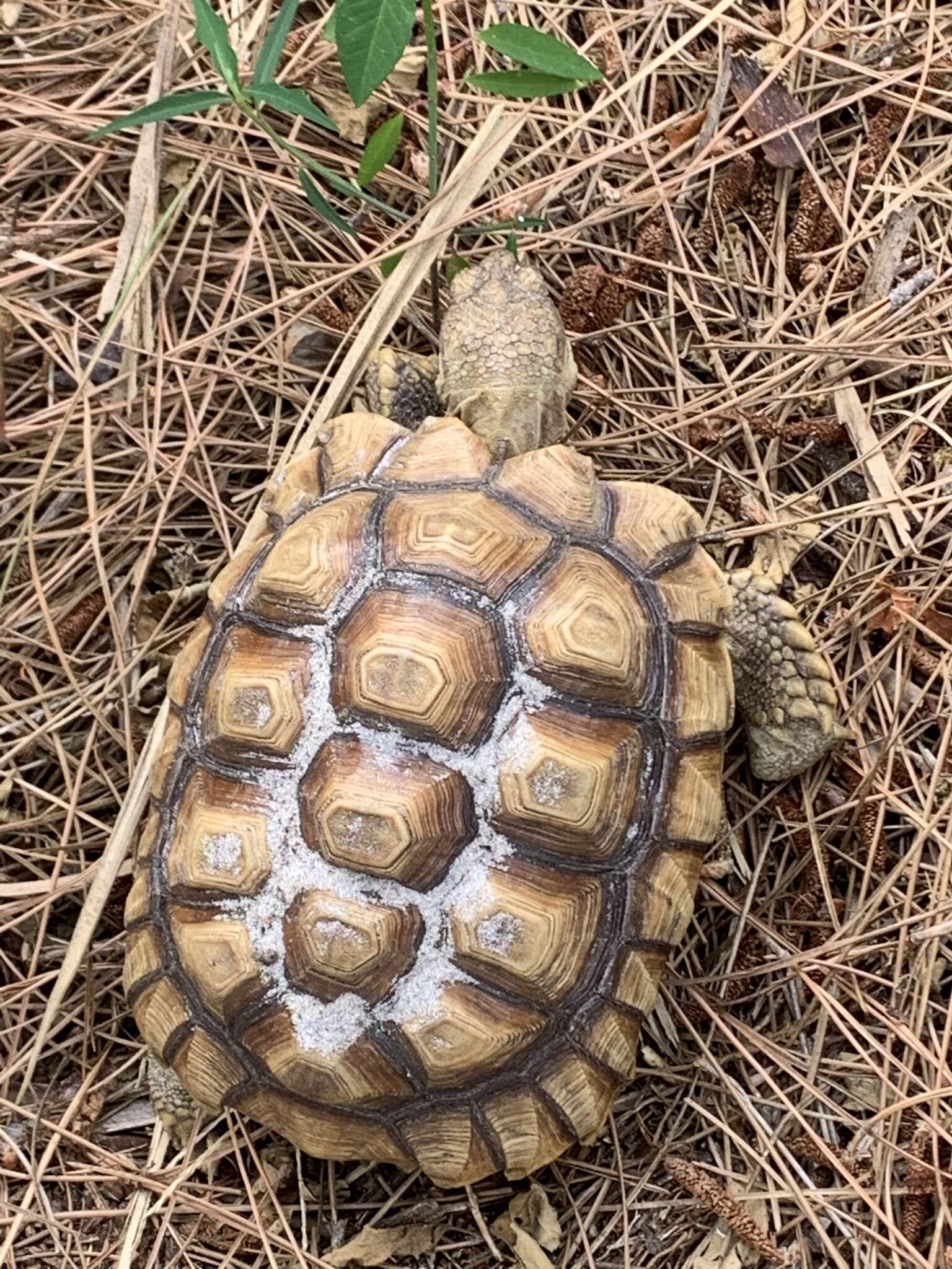 Image de Centrochelys