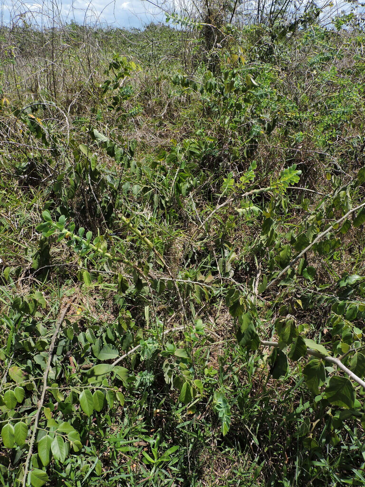 Image of Chamaecrista desvauxii var. latistipula (Benth.) G. P. Lewis