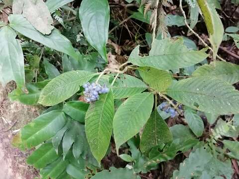 Image of Palicourea pilosa (Ruiz & Pav.) Borhidi