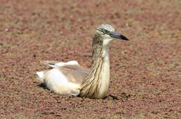Image of Common Squacco Heron