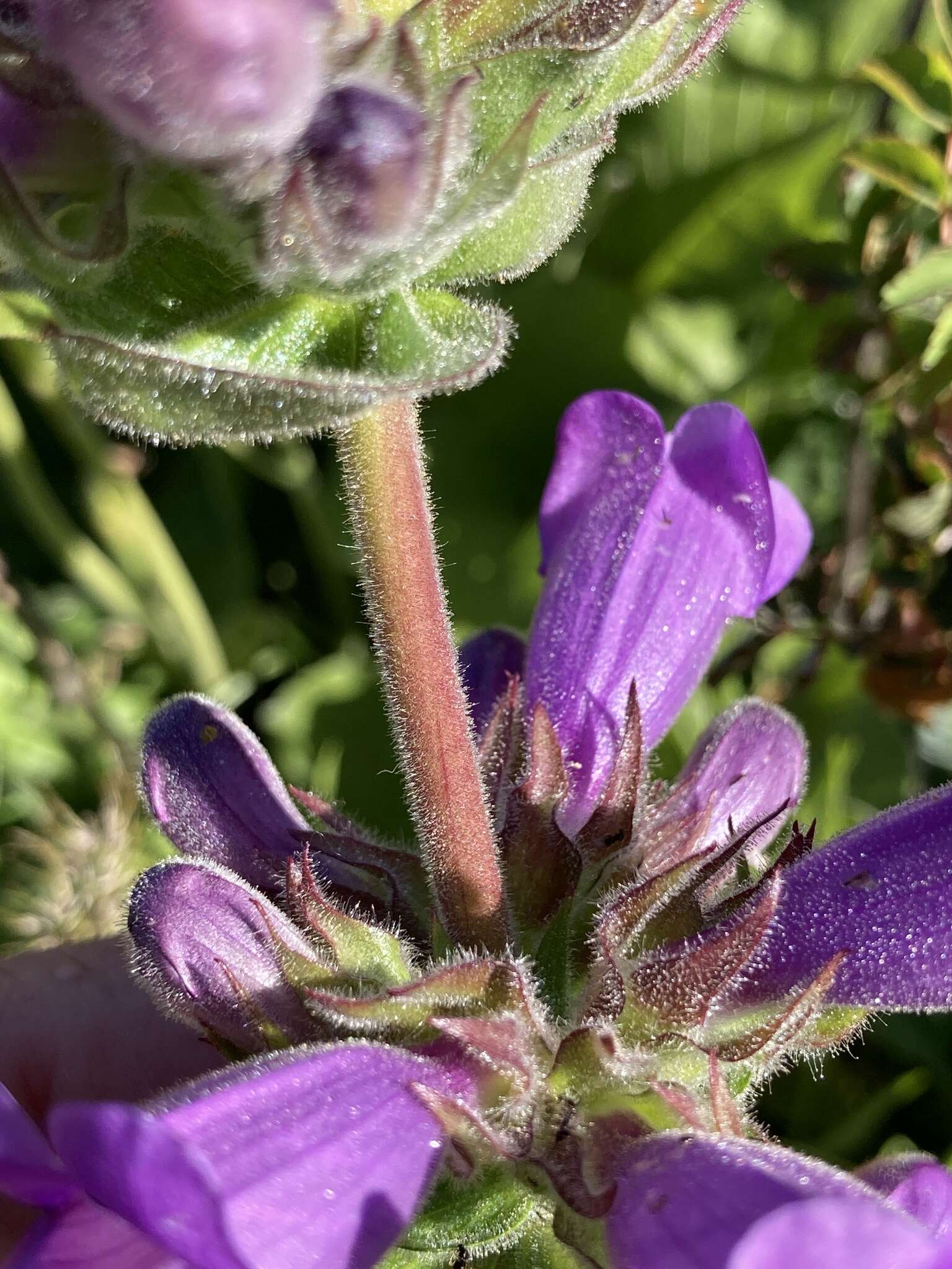 Image of stickystem penstemon