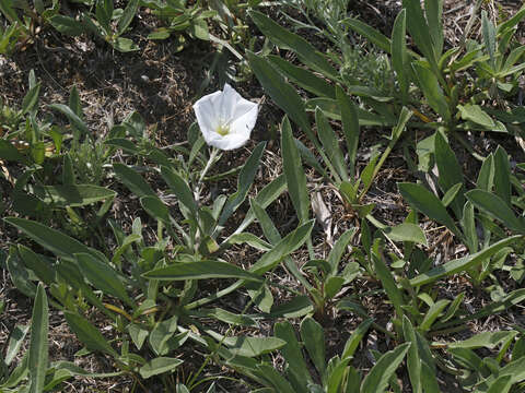 Image of Convolvulus lineatus L.