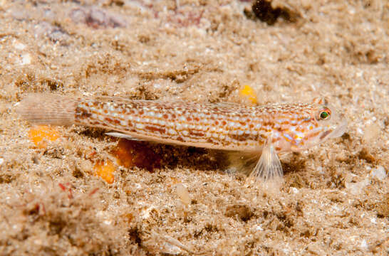 Image of Hoese&#39;s sandgoby