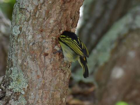 Image of Pogoniulus bilineatus bilineatus (Sundevall 1850)