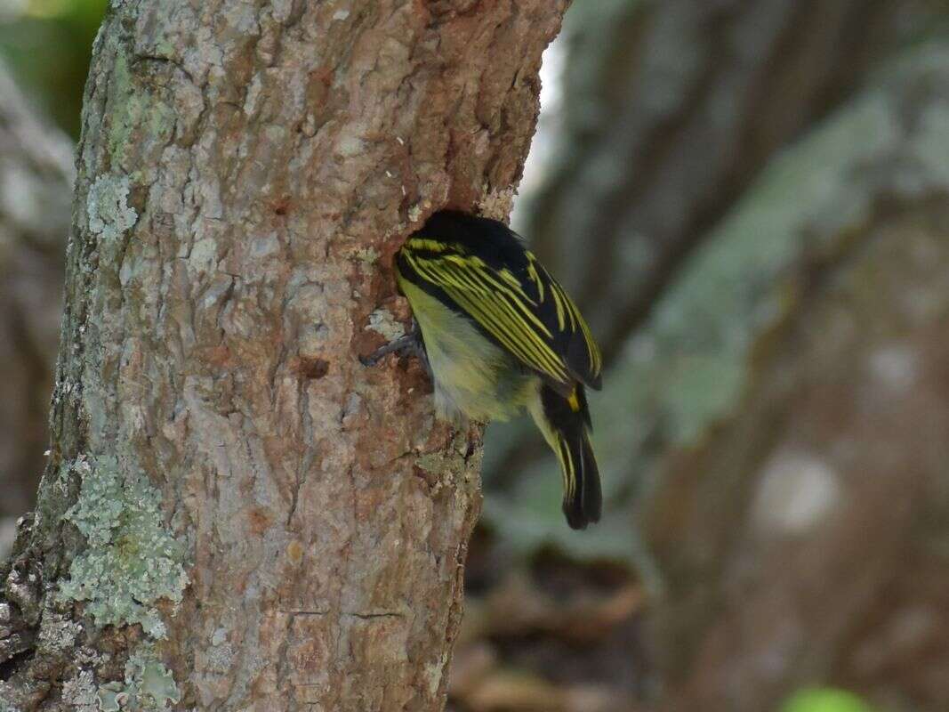 صورة Pogoniulus bilineatus bilineatus (Sundevall 1850)