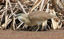 Image of Common Squacco Heron