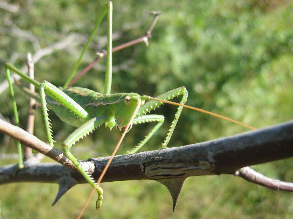 Image of Common Predatory Bush-cricket