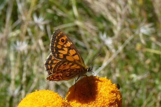 Imagem de Oreixenica orichora Meyrick 1885