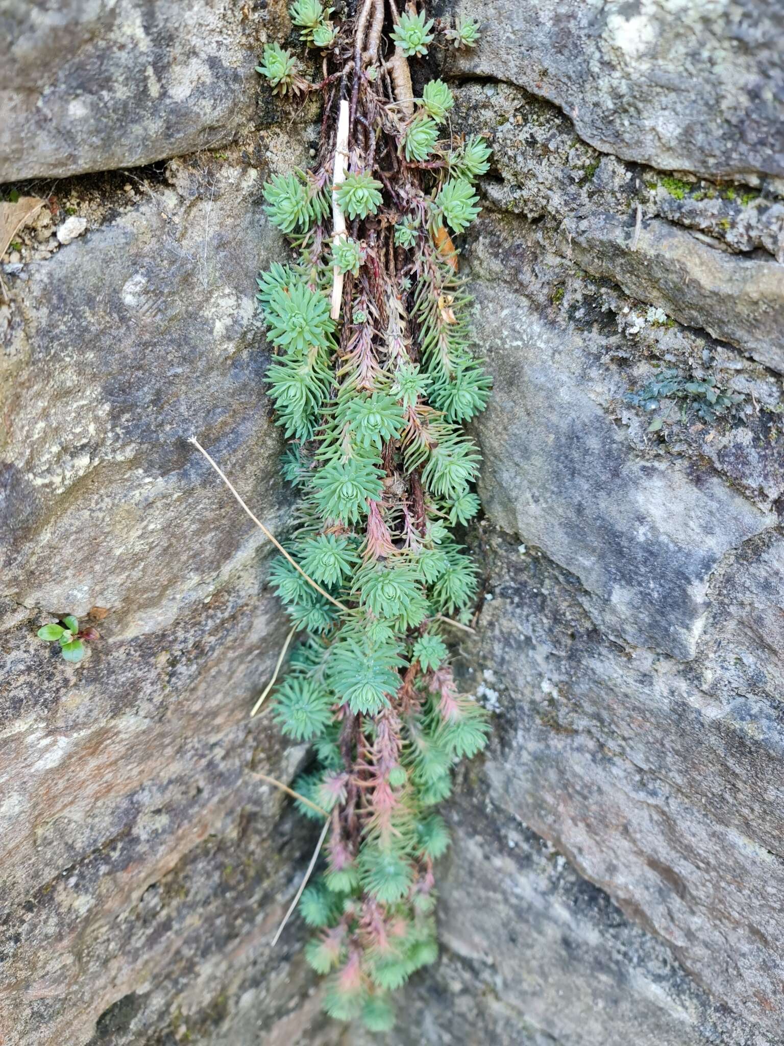 Слика од Petrosedum forsterianum (Sm.) V. Grulich