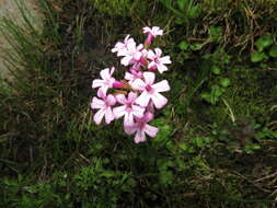 Image de Ourisia alpina Poepp. & Endl.