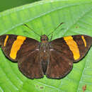 Celaenorrhinus suthina Hewitson 1877 resmi