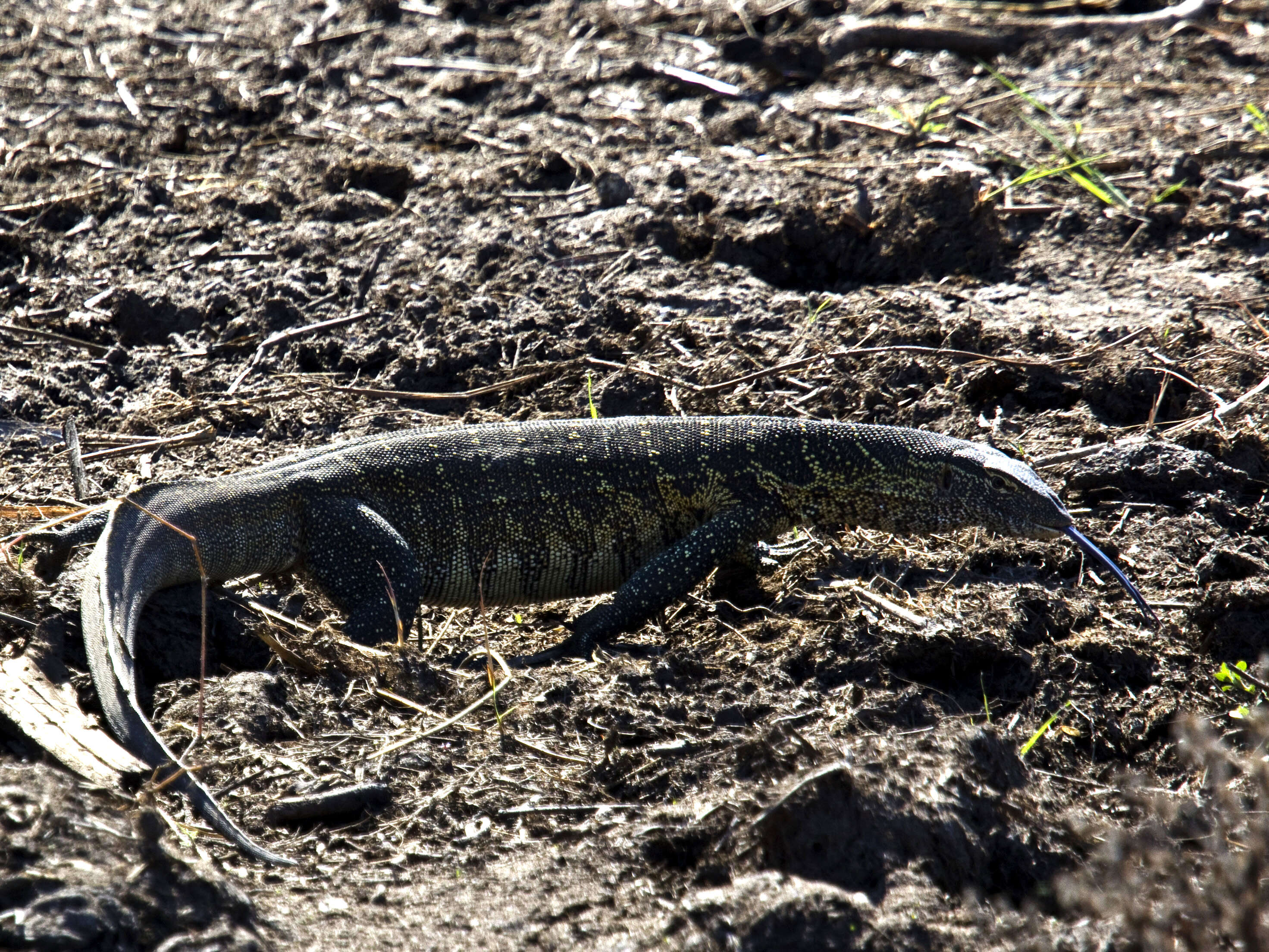 Image of Varanus niloticus