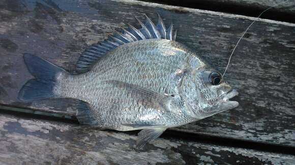 Image of Black bream