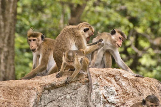 Image of Toque macaque